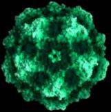 parvovirus.jpg