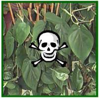poisonousplantsymbol.jpg